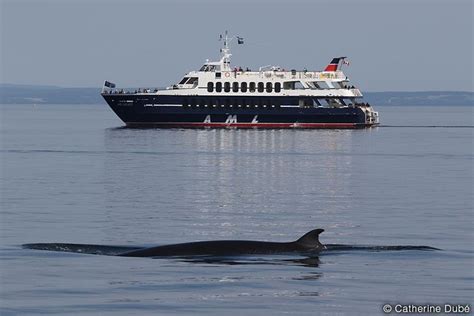 Riviere du loup whale watching Croisieres AML - Day Tours: Whale Watching - See 86 traveler reviews, 59 candid photos, and great deals for Riviere du Loup, Canada, at Tripadvisor